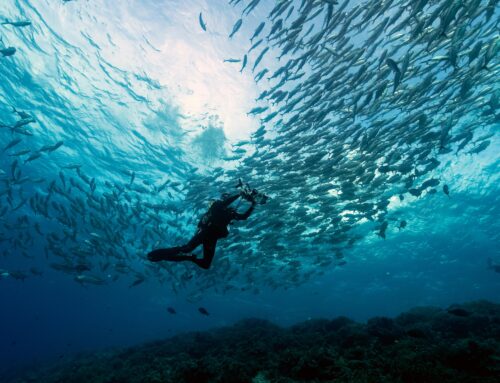 Best Snorkeling Gear