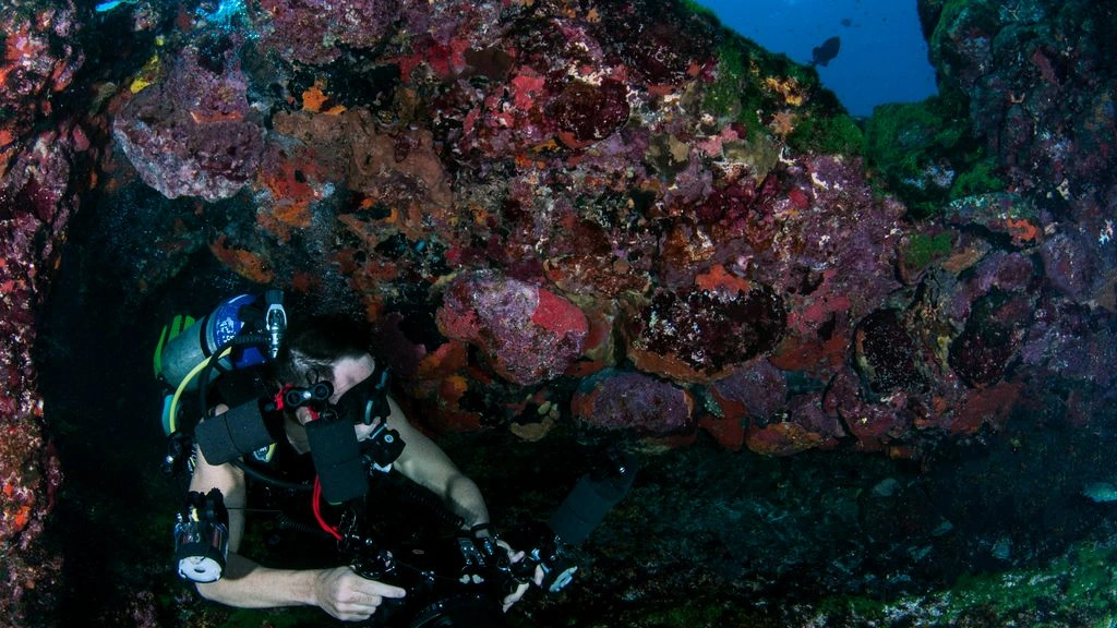A sunlit coral reef in the Upper Keys, photographed at twenty-five feet
