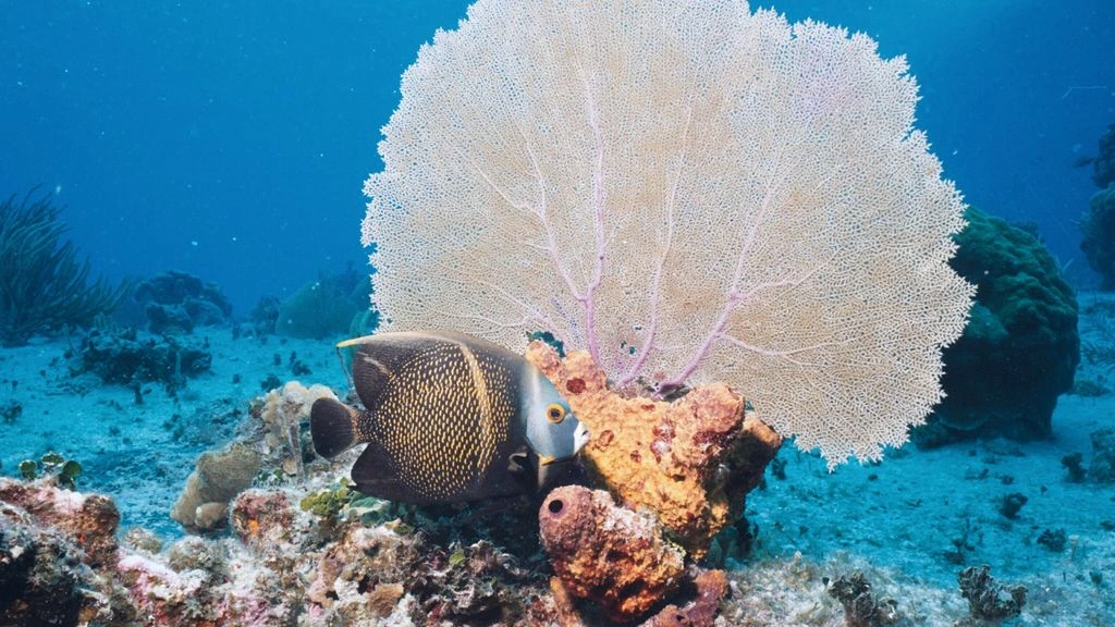 A coral drop-off at French Reef with jacks in the blue above
